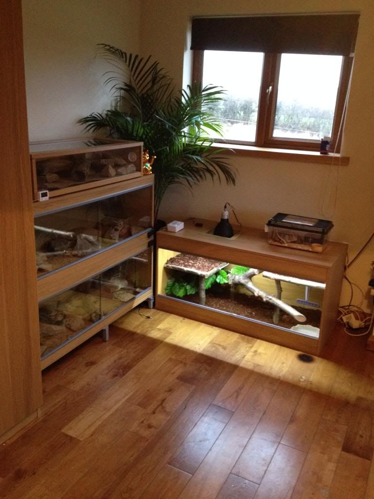 Boa Constrictor Setup | Reptile Forums