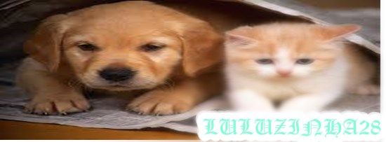 http://i1278.photobucket.com/albums/y502/gabi_zinha1/cats_zps0efb3c05.jpg