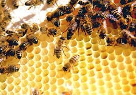 Bán mật ong, sữa ong chúa cam kết nguyên chất 100% . không đúng hoàn lại tiền - 3