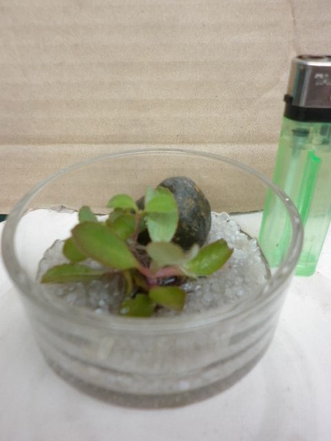 Cây cảnh ngày Xuân - 1