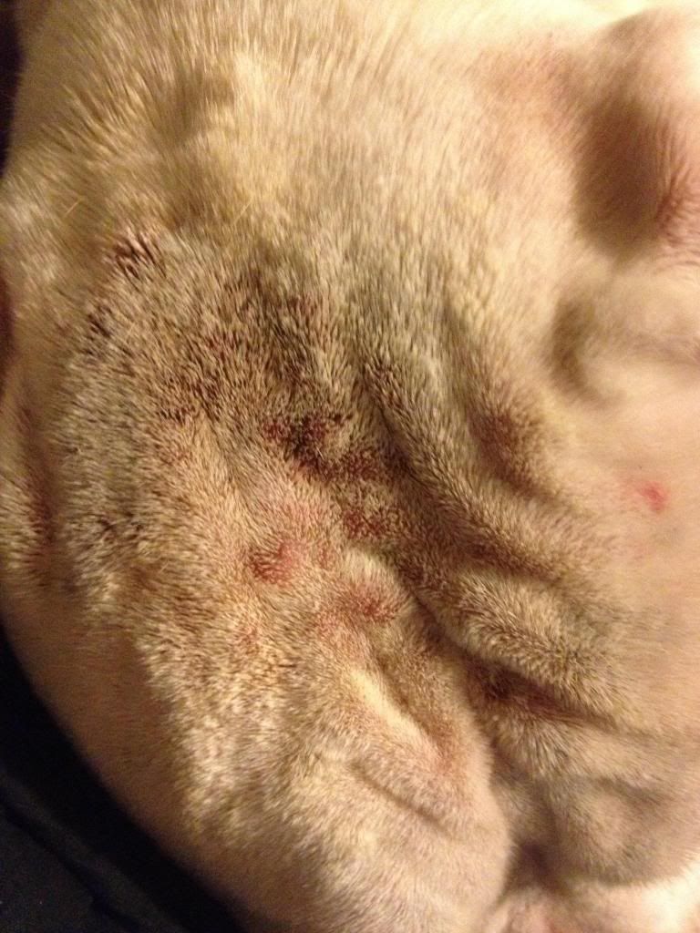 Need help! Small red bumps out of nowhere - Boxer Forum : Boxer Breed