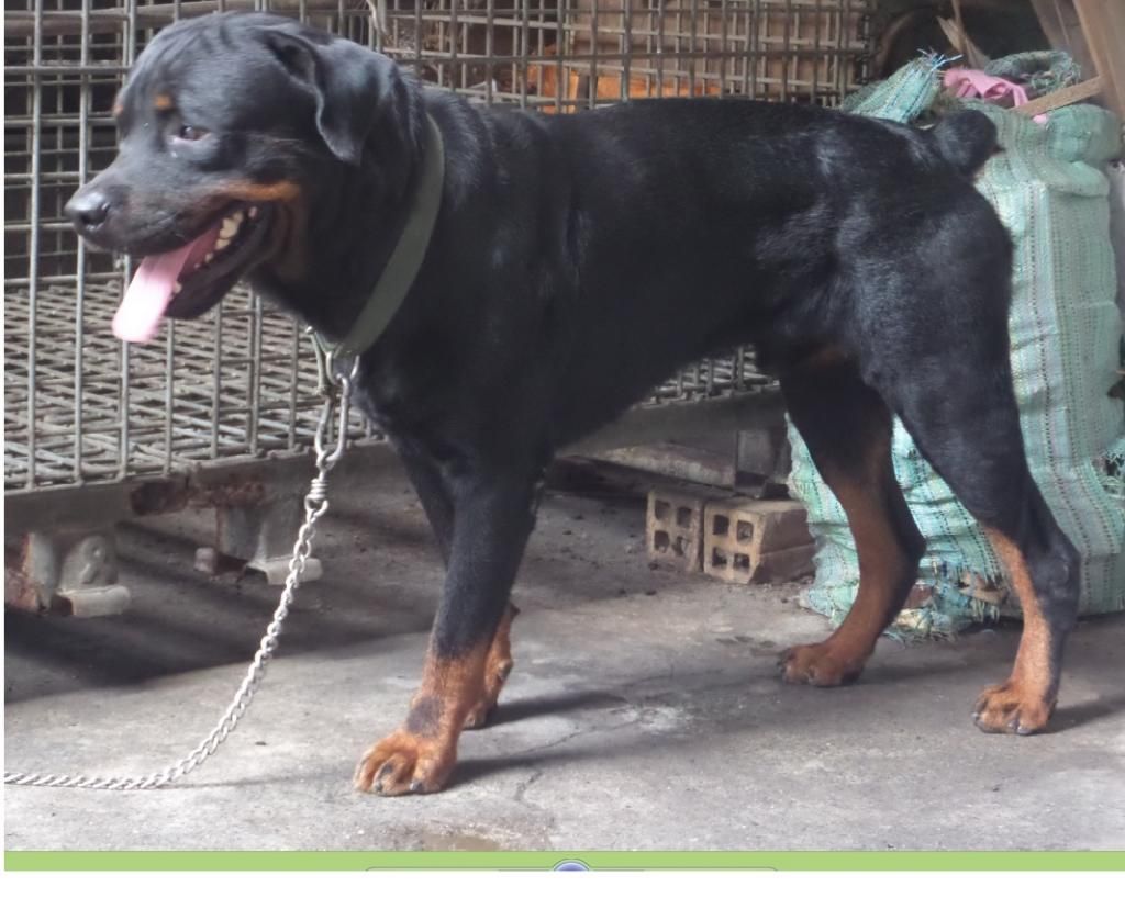 Nhờ anh chị em tư vấn về rottweiler
