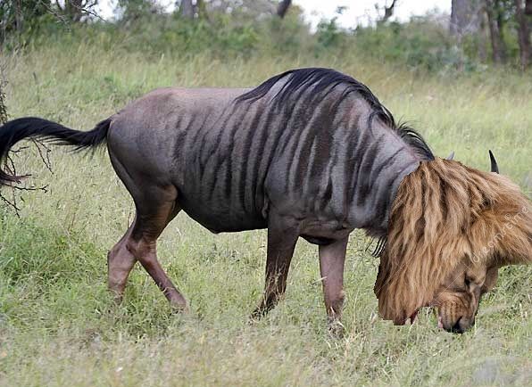 Wildebeest-Eating-Grass_zpsc0a84282.jpg