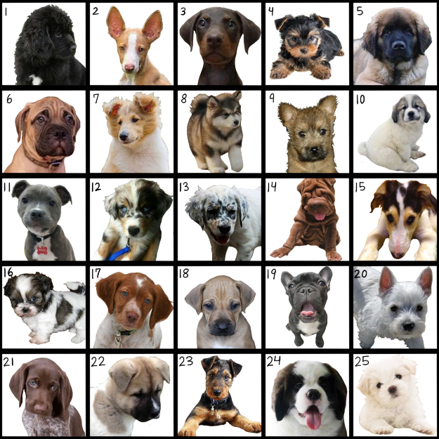 Puppy Breeds - part 3 Quiz - By Crocogator