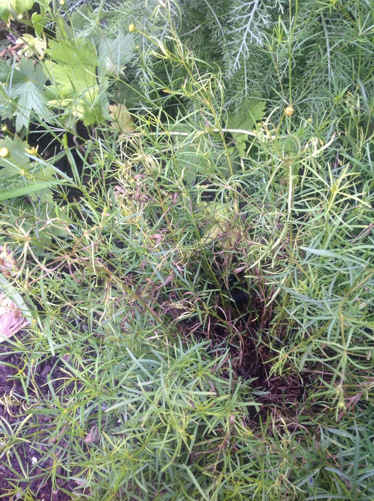 Photobucket Pictures, Images and Photos