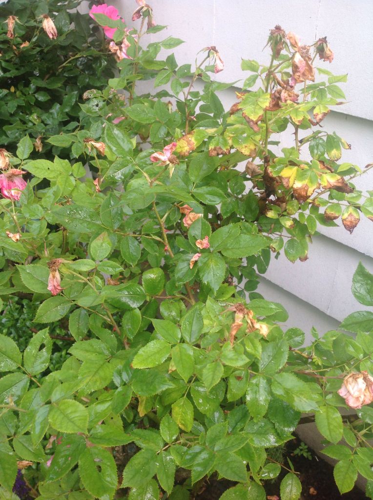 Photobucket Pictures, Images and Photos