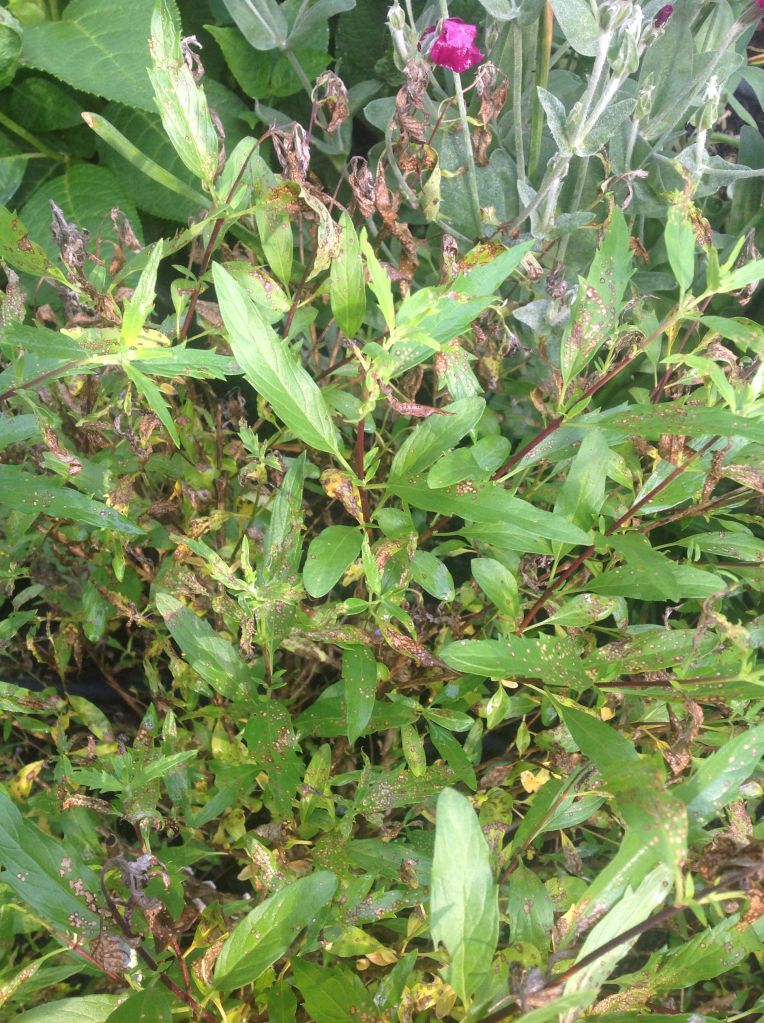 Photobucket Pictures, Images and Photos