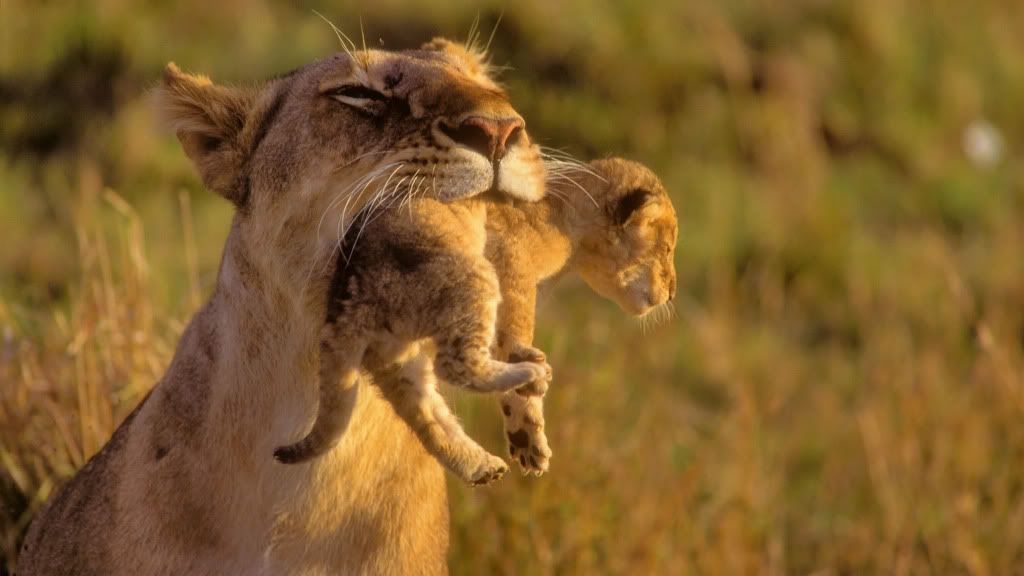 baby animals photo: Big Wild Cats amazing-mother-lion-and-her-baby-1920x1080-1012066_zps051526e1.jpg