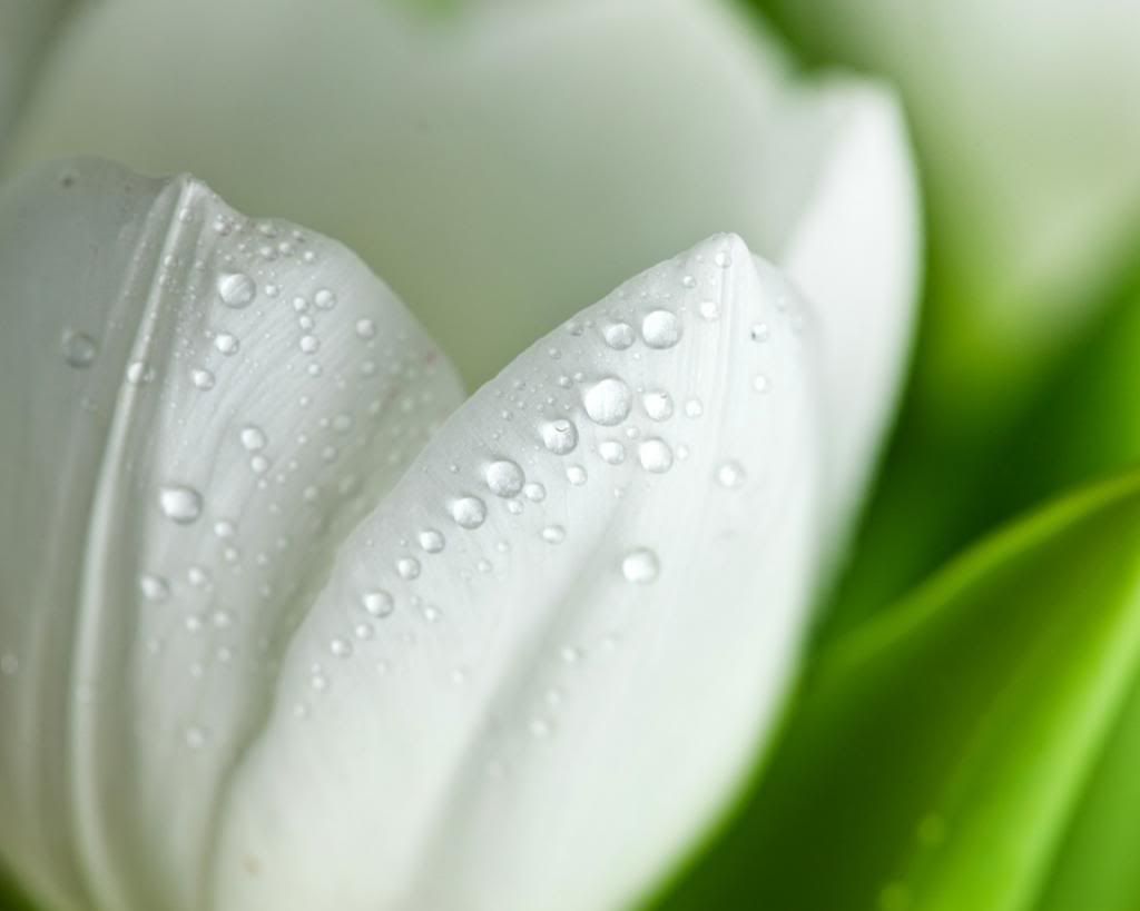white tulip photo: White Tulip Fresh-White-Tulips-Beautiful-Hd-Wallpaper.jpg