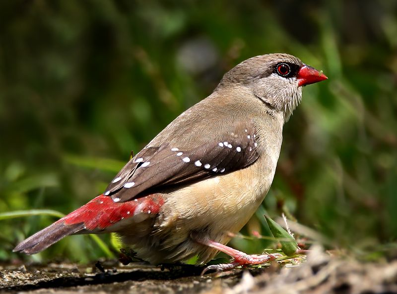 IMAGE: http://i1278.photobucket.com/albums/y513/PIXPHATIC/IMG_6942copy_zpsfa6e5ec3.jpg?t=1412425696