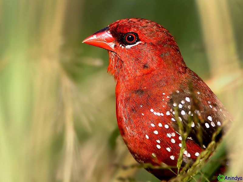 IMAGE: http://i1278.photobucket.com/albums/y513/PIXPHATIC/RM201404por02_zps4239807c.jpg?t=1412425688