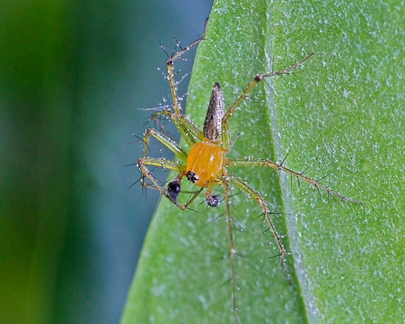 IMAGE: http://i1278.photobucket.com/albums/y513/PIXPHATIC/_MG_3523copy_zps8c369ebb.jpg?t=1412327041