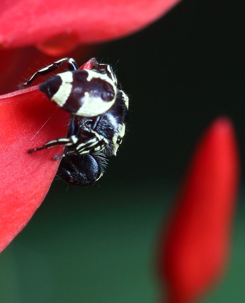 IMAGE: http://i1278.photobucket.com/albums/y513/PIXPHATIC/_MG_4578%20copy_zpsx5e8nb1g.jpg