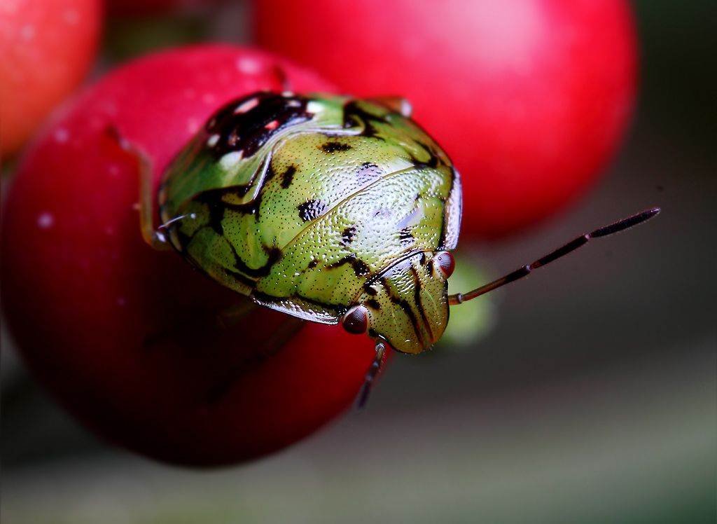 IMAGE: http://i1278.photobucket.com/albums/y513/PIXPHATIC/_MG_4743_zpsrul1ophg.jpg