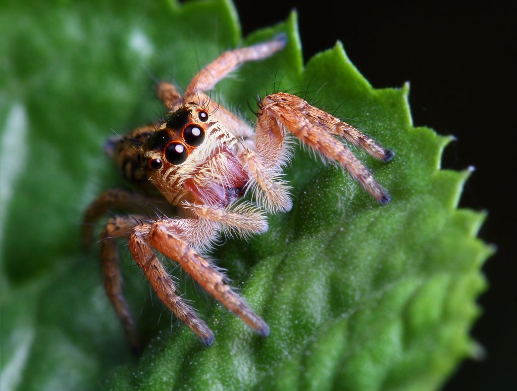 IMAGE: http://i1278.photobucket.com/albums/y513/PIXPHATIC/_MG_4832_zps692xplug.jpg