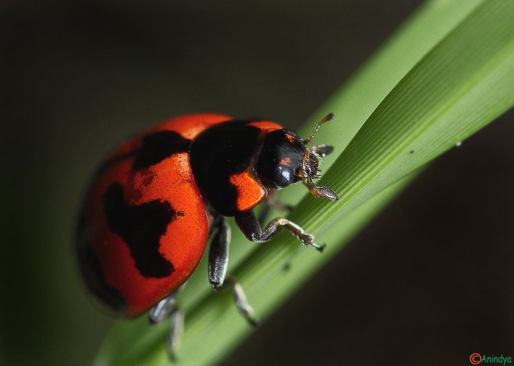 IMAGE: http://i1278.photobucket.com/albums/y513/PIXPHATIC/ladybird01_zps898ebf3a.jpg