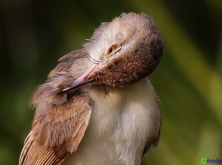 IMAGE: http://i1278.photobucket.com/albums/y513/PIXPHATIC/plainprinia2014cropmode01_zps571ec136.jpg?t=1411958103