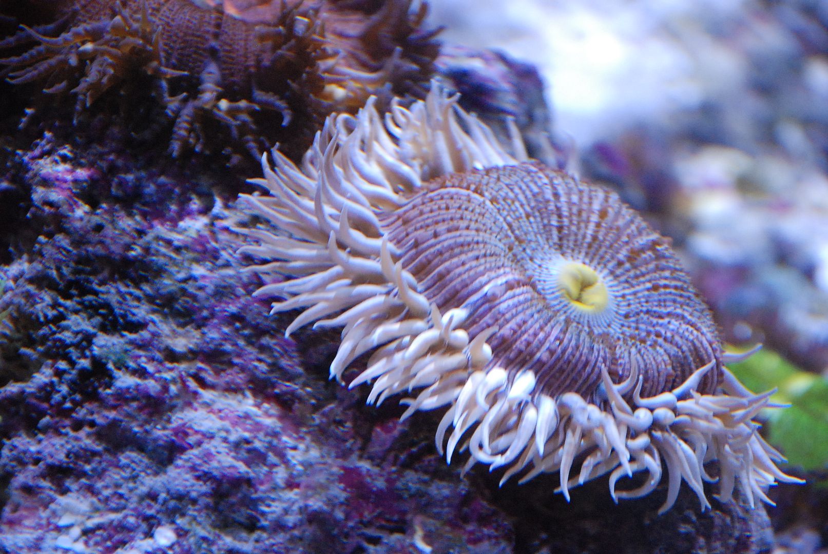 Rock Flower Anemone Breeding Page 2 Invertebrate Forum Forums