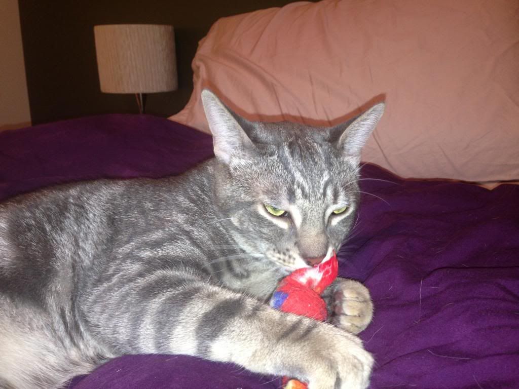 Cat sucking on tail photos Cat Forum