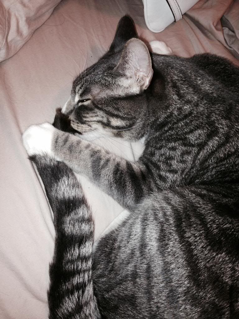 Cat sucking on tail photos Cat Forum Cat Discussion Forums