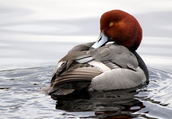 redhead