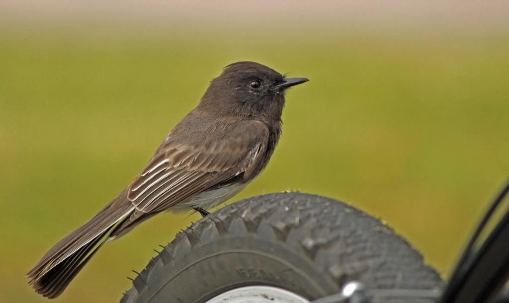 juvenile black pheobe